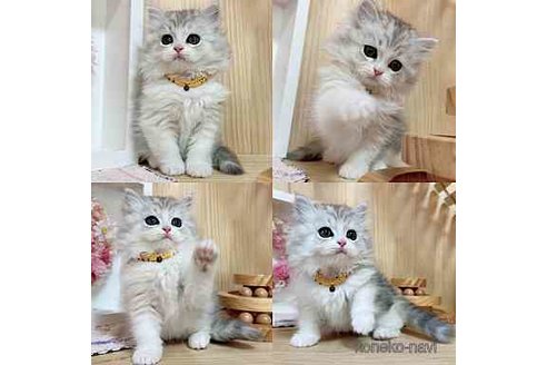 成約済の長野県のミヌエット-67940の5枚目